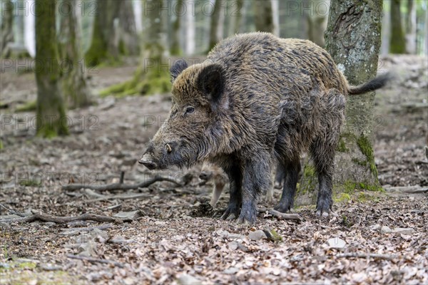 Wild boar