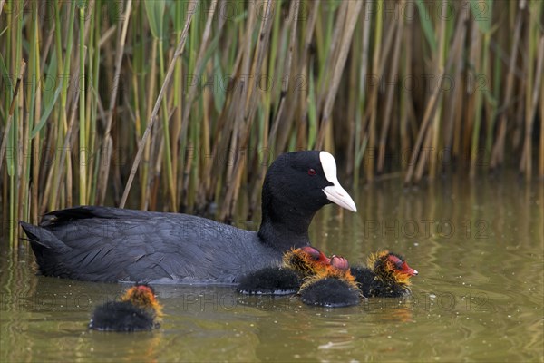 Eurasian coot