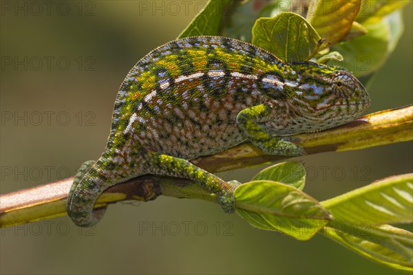 Jewel chameleon