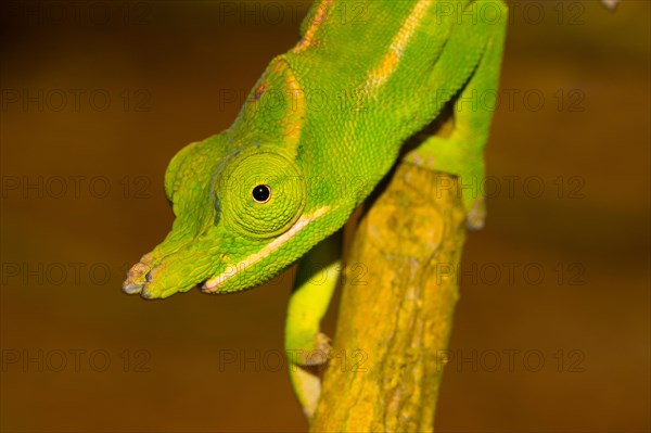 Close-up of a petter's chameleon