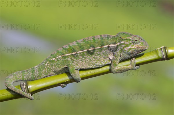 Jewel chameleon