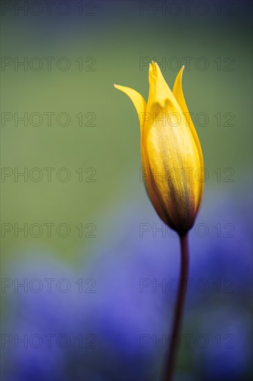 Yellow flower shortly in front of blossoming