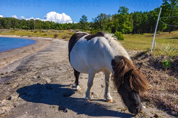 Free-roaming and foraging Shetland pony on the northern beach of South Koster Island