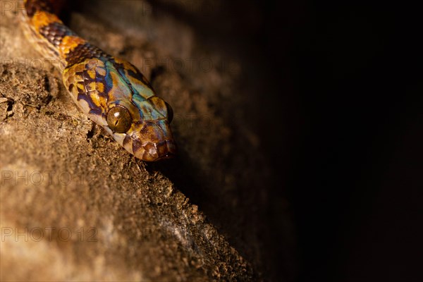 Ampijoroa tree snake