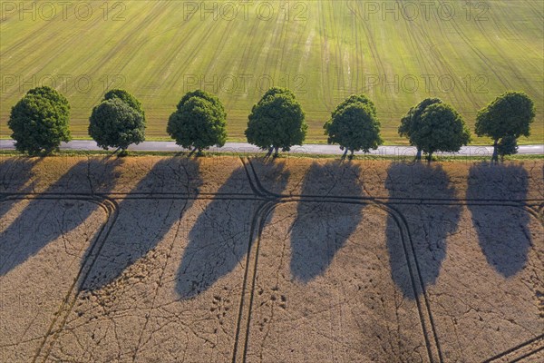 Aerial view over silver linden