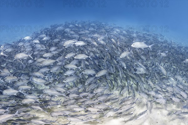 Large school of young fish