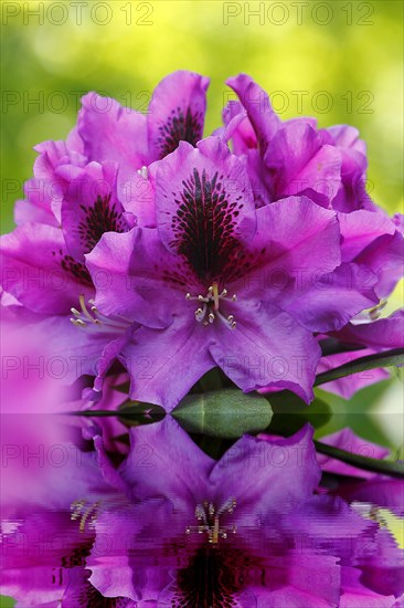 Rhododendron