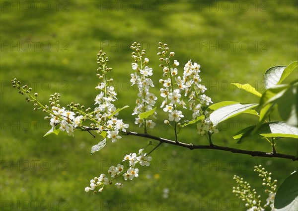 European bird cherry