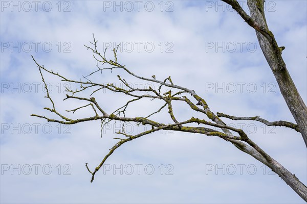 Dead branches hanging from a dead tree. Ummanz