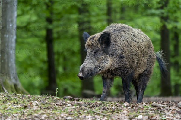 Wild boar