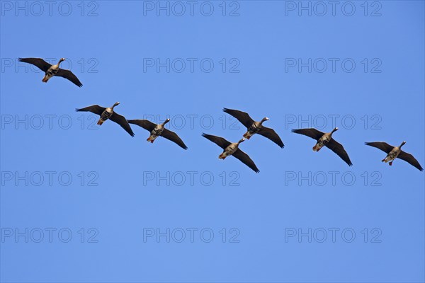 European White-fronted Geese