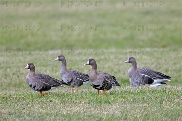 Greater white-fronted geese