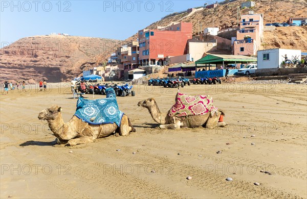 Camels on sandy beach and buildings