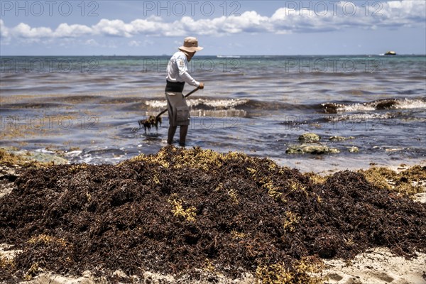 Selective Focus. Very disgusting red seaweed sargazo beach Playa del Carmen Mexico