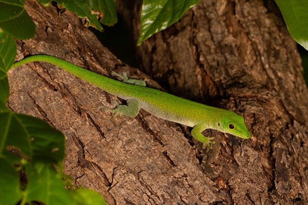 Koch's day gecko