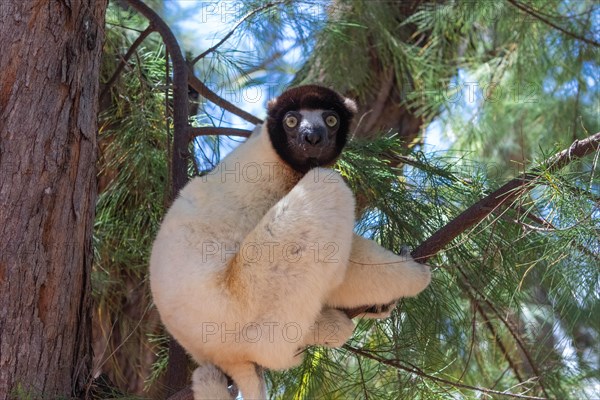 Male crowned sifaka