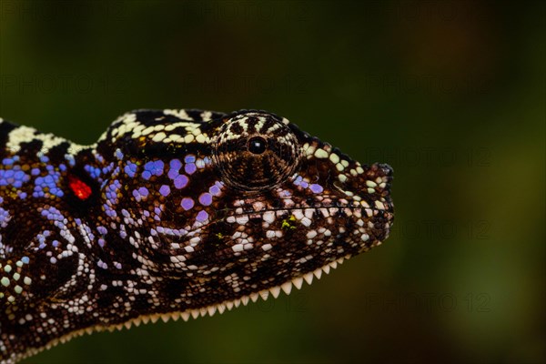 Rediscovered female voeltzkow's chameleon