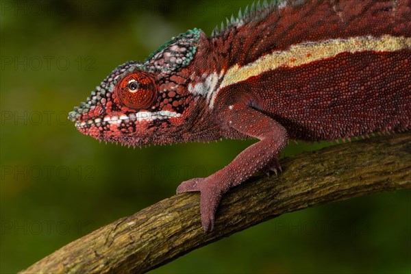 Male panther chameleon