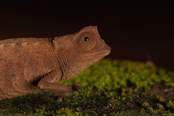 Female Stumpff's earth chameleon