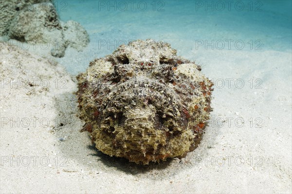 Reef stonefish