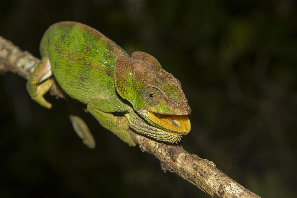 Chameleon