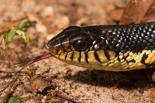 Giant madagascan hognose