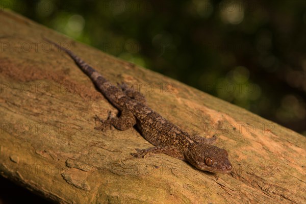 Velvet gecko