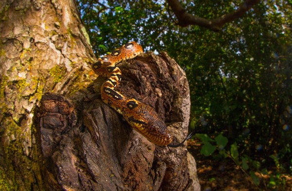 Extremely colourful juvenile of the Madagascar dog-head boa