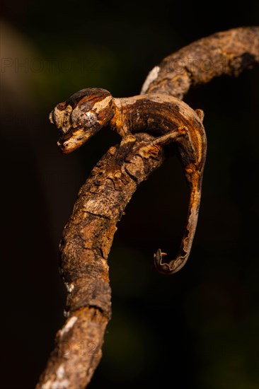 Guenther's flat-tailed gecko