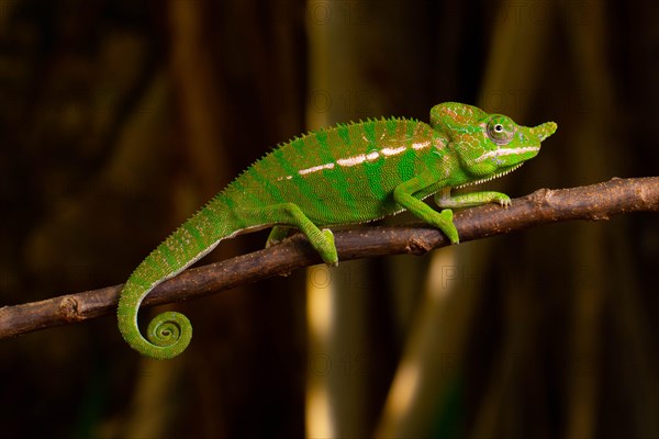 Rediscovered male voeltzkow's chameleon