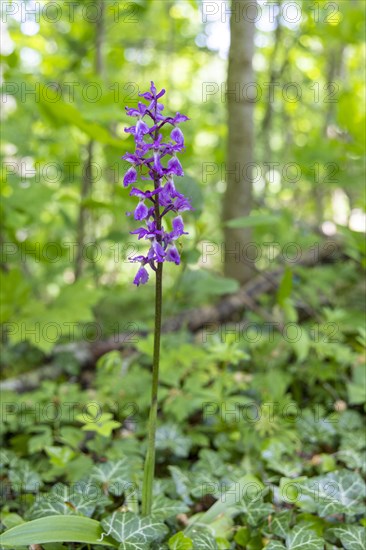 Cuckoo orchid