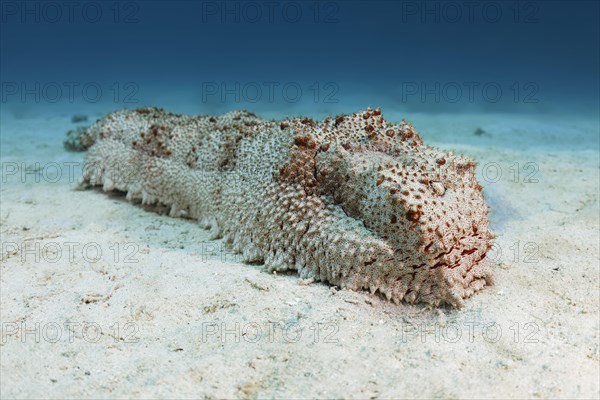 Giant sea cucumber