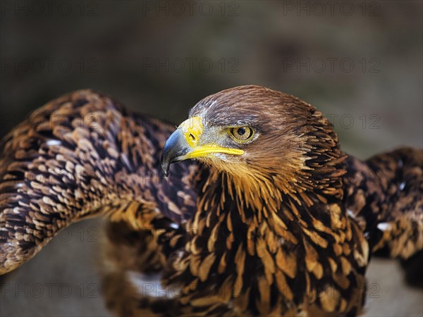 North African Raptor Eagle