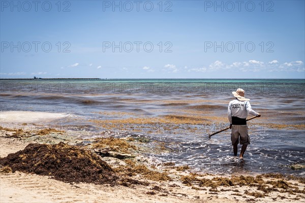 Very disgusting red seaweed sargazo beach Playa del Carmen Mexico