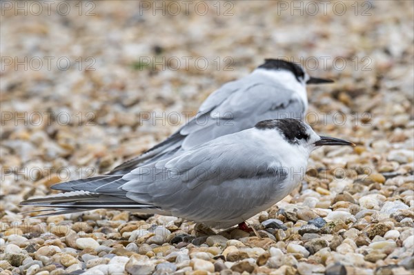 Two common terns