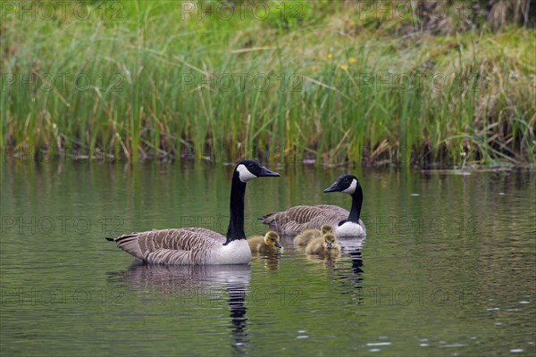 Canada geese