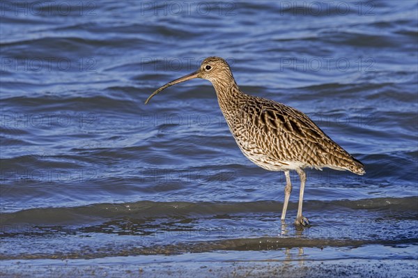 Eurasian curlew