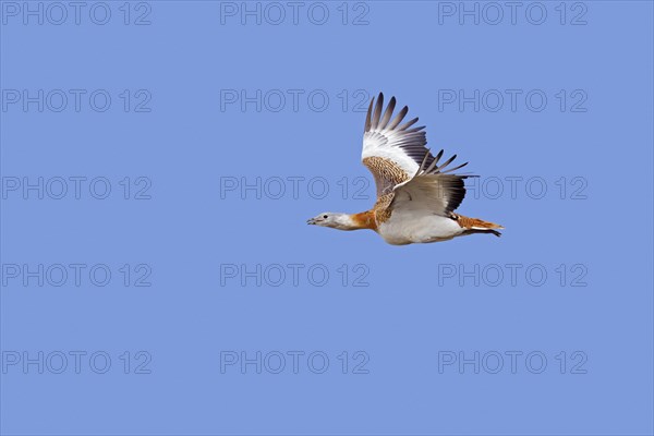 Great bustard