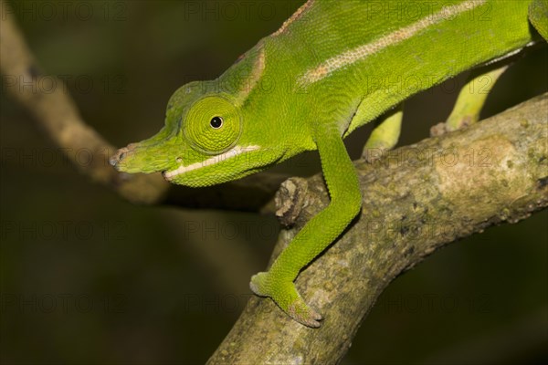 Petter's chameleon