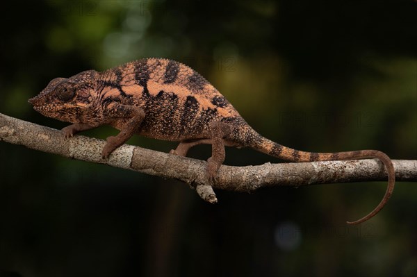 Female Angels chameleon