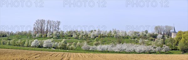Ploughed field and orchard with cherry