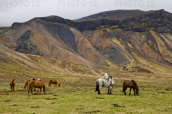 Herd of horses