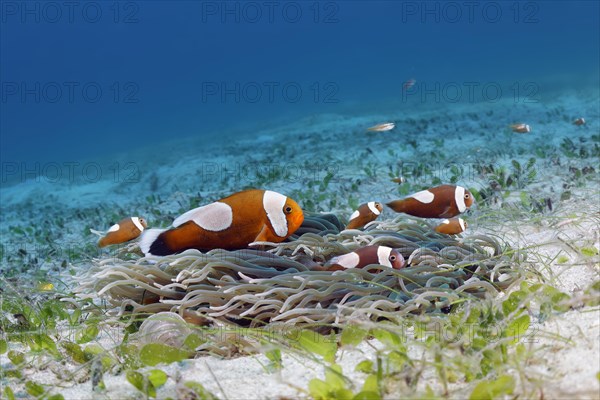 Saddleback clownfish