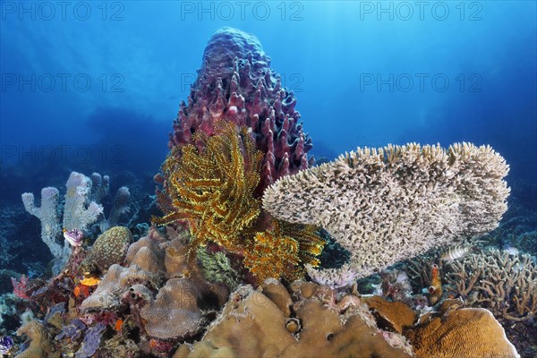 Left Spiny tube sponge