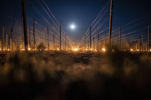 Fires loom on the vineyard of Wackerbarth Castle in Weinboehla