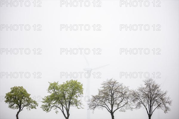 Trees along a country road stand out in front of wind turbines in Vierkirchen