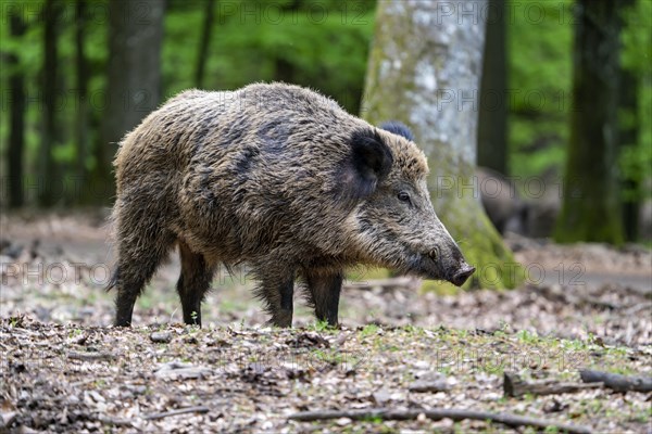 Wild boar