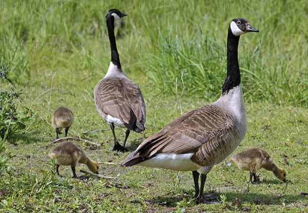 Canada Goose