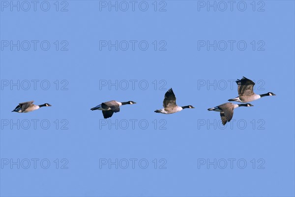 Flock of Canada geese