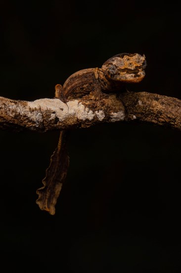 Guenther's flat-tailed gecko